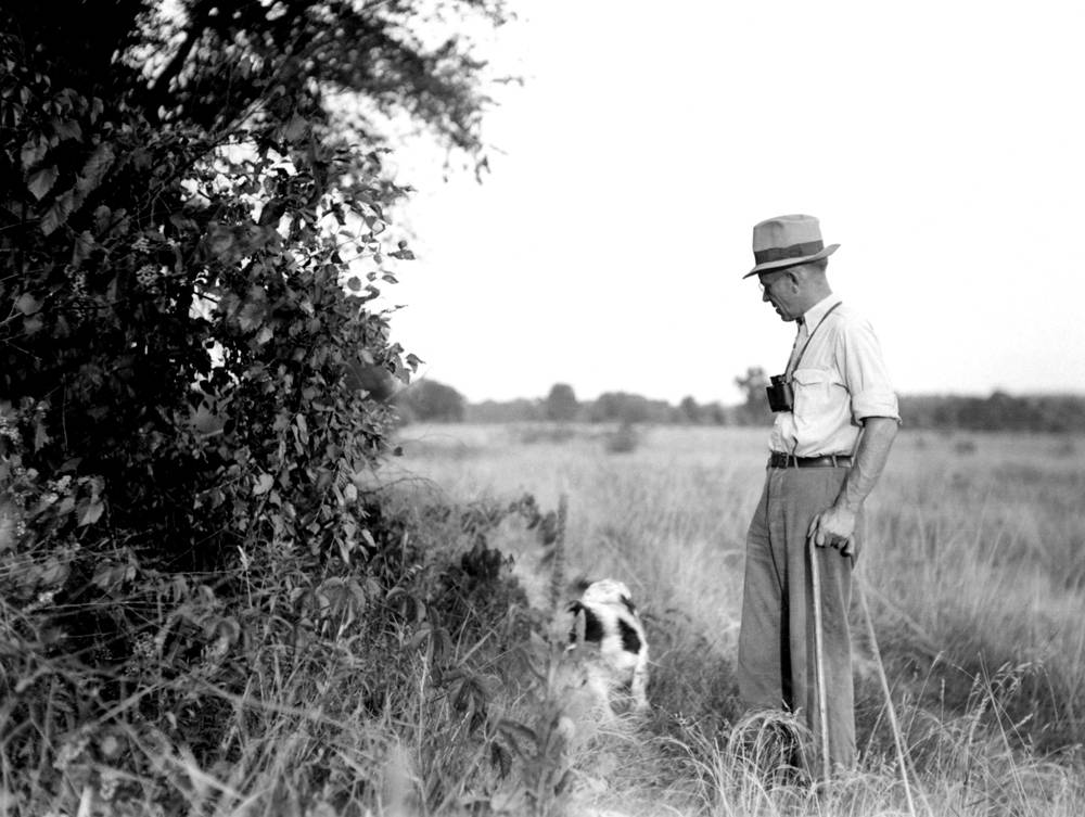aldo leopold essays aldo leopold essays