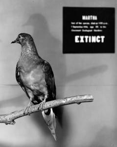 Martha, the last passenger pigeon, on display at the National Museum of Natural History. Image courtesy of the Smithsonian Institution. Click to enlarge.