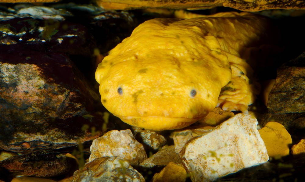 hellbender plush