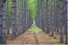 The St. Croix Legacy Forest is also the site of productive red pine stands advertised by timber investors. Copyright Landvest.