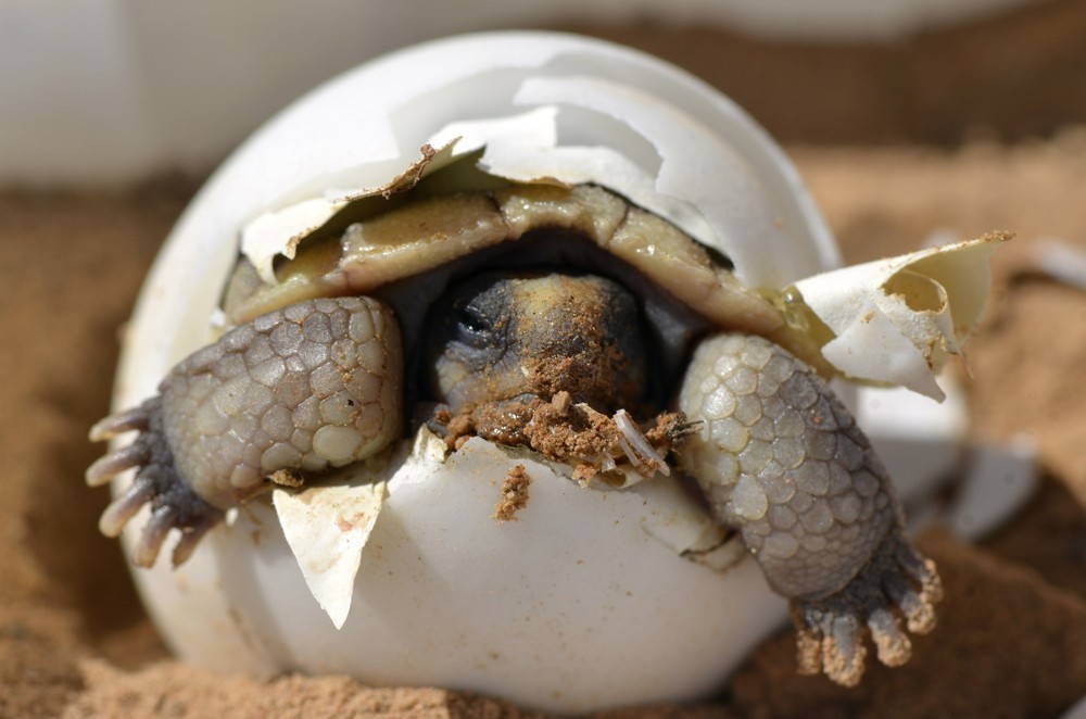 Photo of desert tortoise hatching