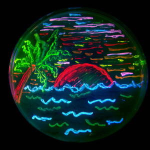 A beach scene, made by bacteria expressing eight different colors of fluorescent proteins. Image: "FPBeach." Source: <a href="https://en.wikipedia.org/wiki/BioArt#/media/File:FPbeachTsien.jpg">Wikipedia</a>. CC BY-SA 3.0