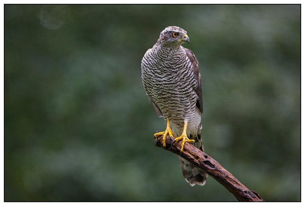 "Northern Goshawk (male) - Havik (man) (Accipiter gentilis)," by Flickr user Martha de Jong-Lantink, CC BY-NC-ND 2.0.