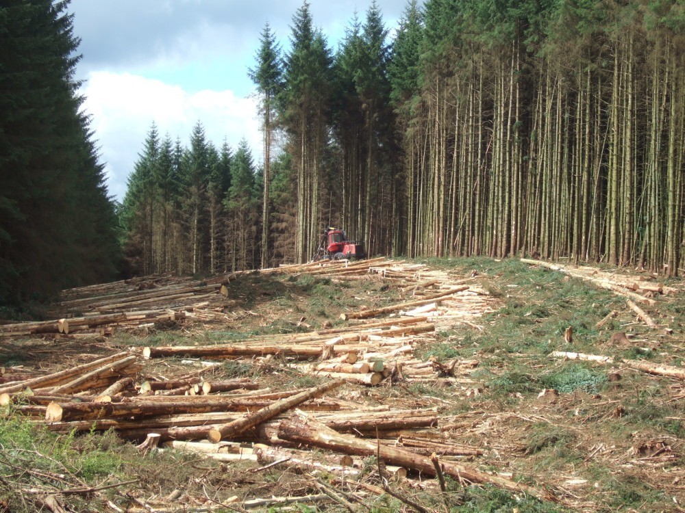 "Timber Harvesting in Kielder," by The Boy that time forgot, Wikipedia, CC BY-SA 3.0.