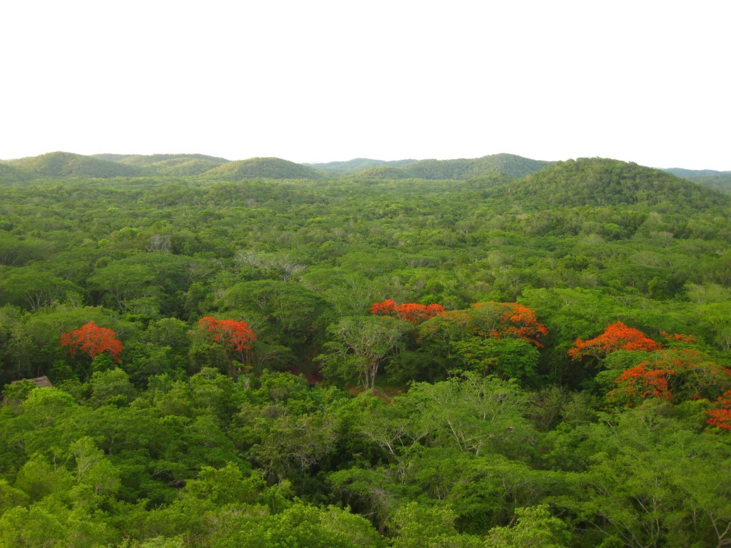 View of the Kiuic Valley looking north showing the low hills that dominate the Puuc landscape. Photo by Ken Seligson.