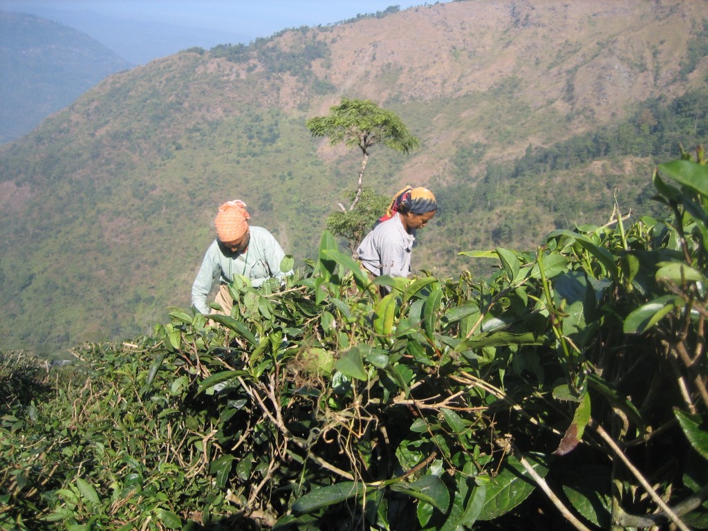 Women pick tea on a Darjeeling tea plantation. A space <em>of</em> labor. Photo: Sarah Besky.