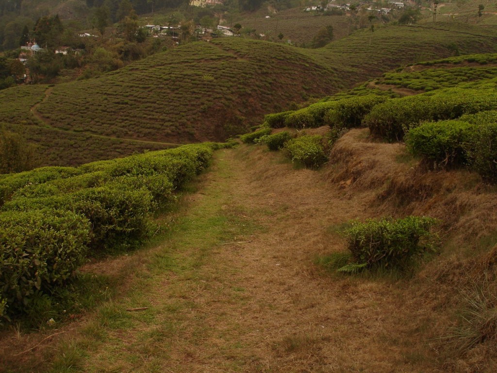 A Darjeeling tea plantation. Photo: Sarah Besky.