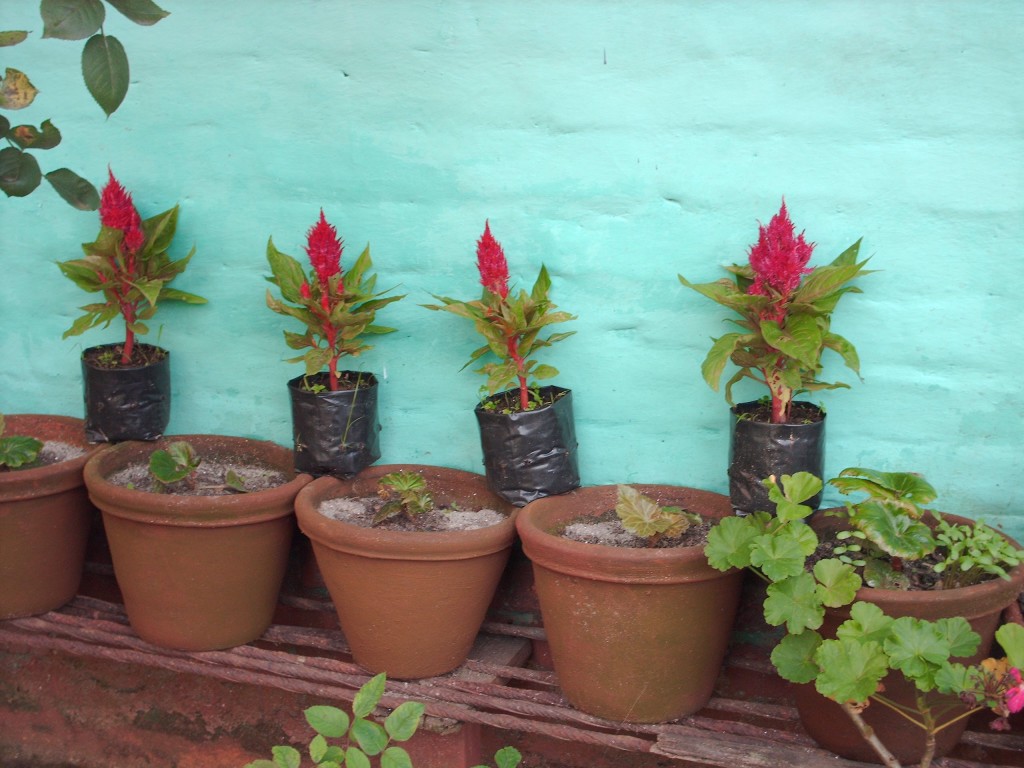 The makings of home: A tea plantation house. A space <em>for </em> labor. Photo: Sarah Besky.