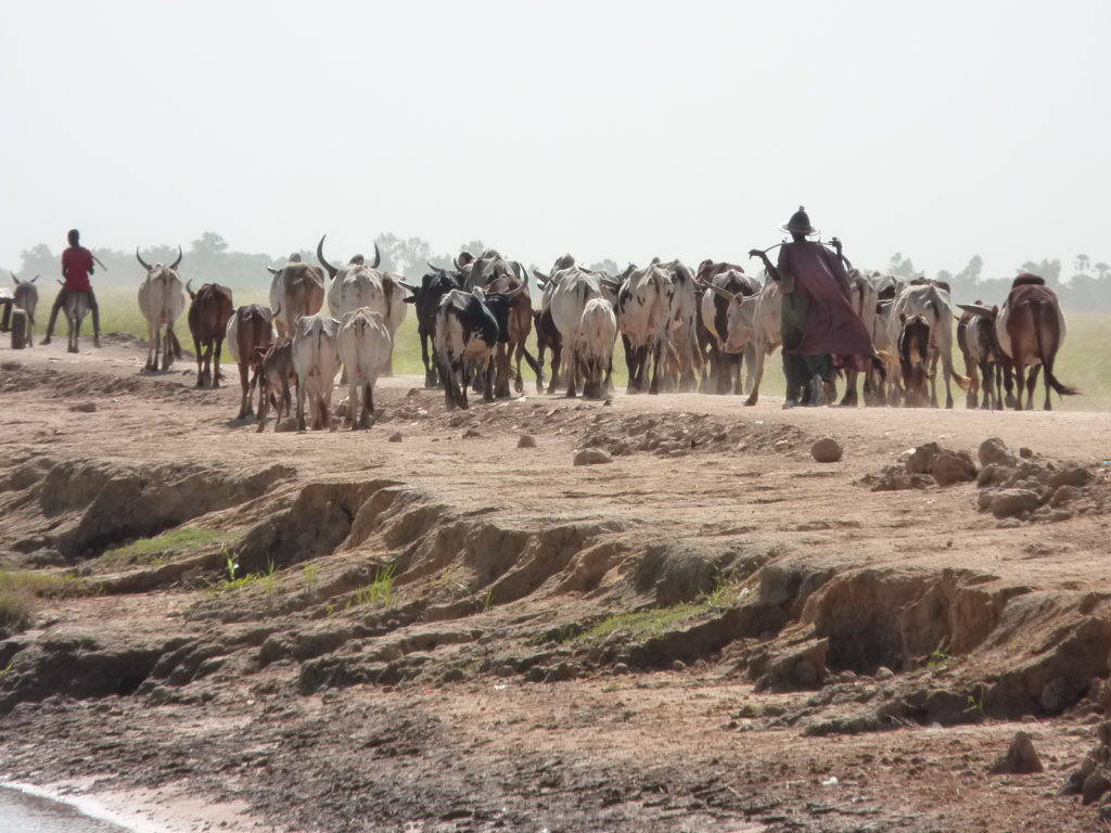 Fulɓe herder with his herd along the banks of a channel leading to Tenenkou port. Photography by Pierre Hiernaux on November 4, 2014. Image used with kind permission.
