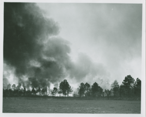 Forest fires both killed off agricultural pests and regenerated the longleaf pine ecosystem. Columbus County: Forest Fires, North Carolina County Photographic Collection, Wilson Library, University of North Carolina at Chapel Hill.