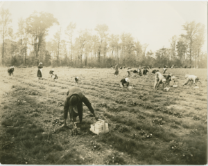 African American women and children harvesting strawberries on the cutover. Catherine and Robert Yates Collection, Wilson Library, University of North Carolina at Chapel Hill.