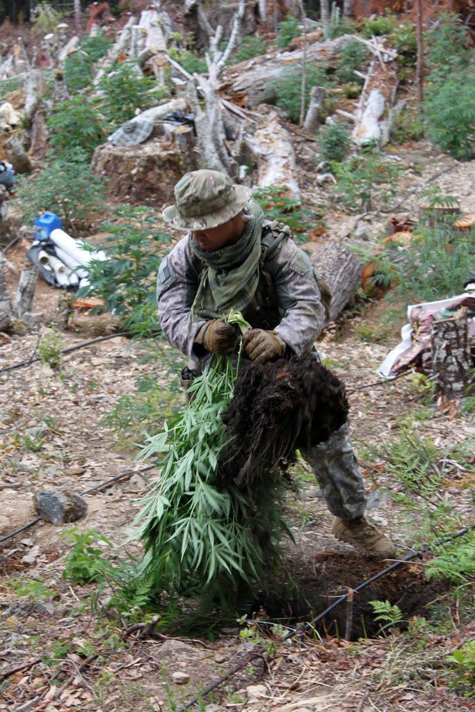 A member of the California National Guard Counterdrug Task Force destroys a cannabis plant on an illegal grow site in Humboldt County. Image by Spc. Brianne Roudebush, U.S. Army National Guard, 2014.