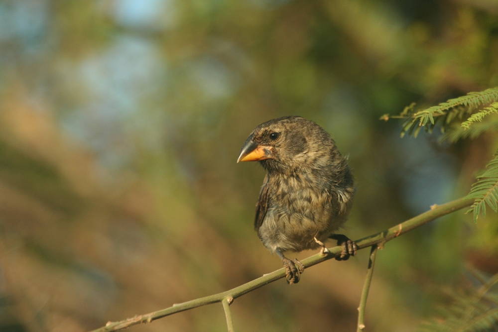 An individual medium ground finch, one of the species known as Darwin's Finches. Peter and Rosemary Grant tagged 95-100% of the finches on Daphne Major in the Galapagos during their research. Only males sing in this species. Males learn the songs of their fathers, making song a cultural trait. Song is used as an isolating mechanism, which creates speciation as two separate populations become less and less similar. Image by Flickr user Wildlife Travel, April 29, 2013.
