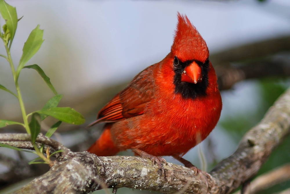 A male Northern Cardinal. Despite being a temperate species, both male and female cardinal sing. Photo by Lizzie Ruse, April 10, 2016. Used with permission.