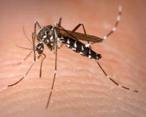 Aedes Albopictus, the Asian tiger mosquito, is a disease vector found in many American cities. Photo by James Gathany, Centers for Disease Control and Prevention.