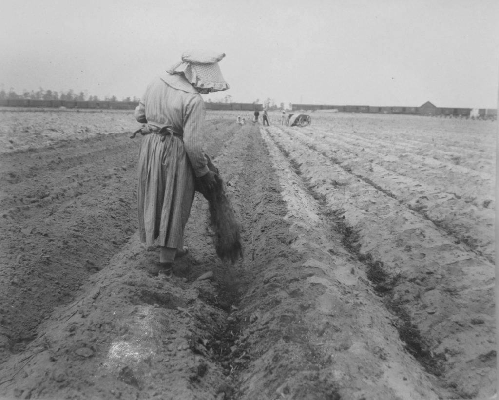 Manufacturers advertised their products as a form of crop insurance to protect farmers against the uncertainty of natural misfortunes, but there was little protection from the credit trap attached to most fertilizer purchases. A girl in South Carolina fertilizes a cotton field, 1919. Records of the Bureau of Agricultural Economics, National Archives and Records Administration, College Park, Maryland.