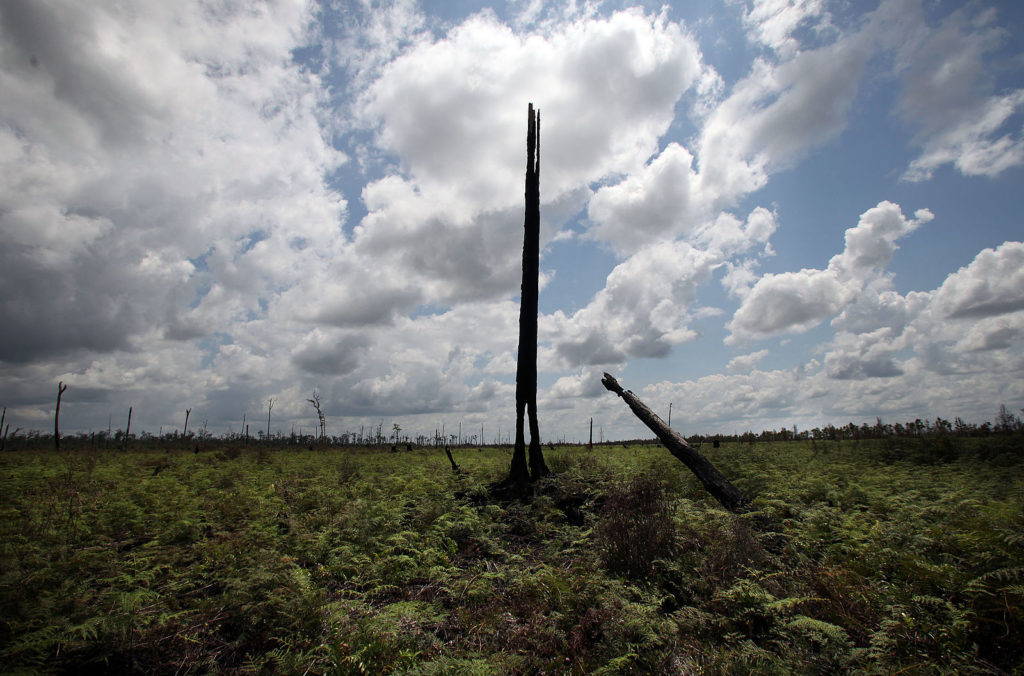A burnt out tree stands where an entire forest used to in Central Kalimantan, Indonesia. The land has been destroyed by poor farming practices, illegal logging and fires, resulting in significant greenhouse gas emissions. Wikimedia Commons.