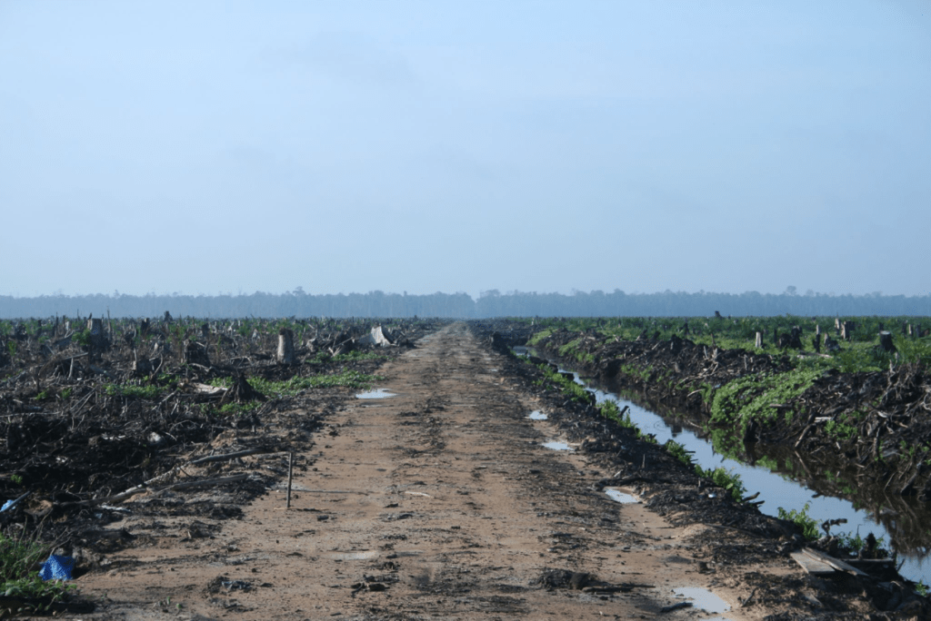 A palm oil concession in Riau Province, Sumatra. The trees have been clear-cut and a drainage canal runs along the right side of the road. Palm oil is found in most processed snacks, many brands of milk, and almost all toiletries. It comes under many names, including palmitate, sodium laureth sulfate, stearate, and even vegetable oil. <a href="https://commons.wikimedia.org/wiki/File:Riau_palm_oil_2007.jpg" target="_blank"><em>Wikimedia Commons</em></a>.