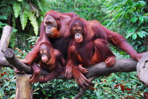 A family of orangutan, April 2008. Image by Robert Young via <a href="https://www.flickr.com/photos/robertpaulyoung/2955047300#" target="_blank">Flickr</a>.