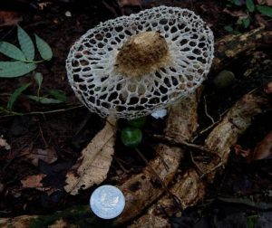 A mushroom on the floor of a forest in Bogor, Indonesia, is compared to a coin, January 2016. Photo from <a href="https://commons.wikimedia.org/wiki/File:Phallus_sp.Indonesia.jpg#" target="_blank">Wikimedia Commons</a>.