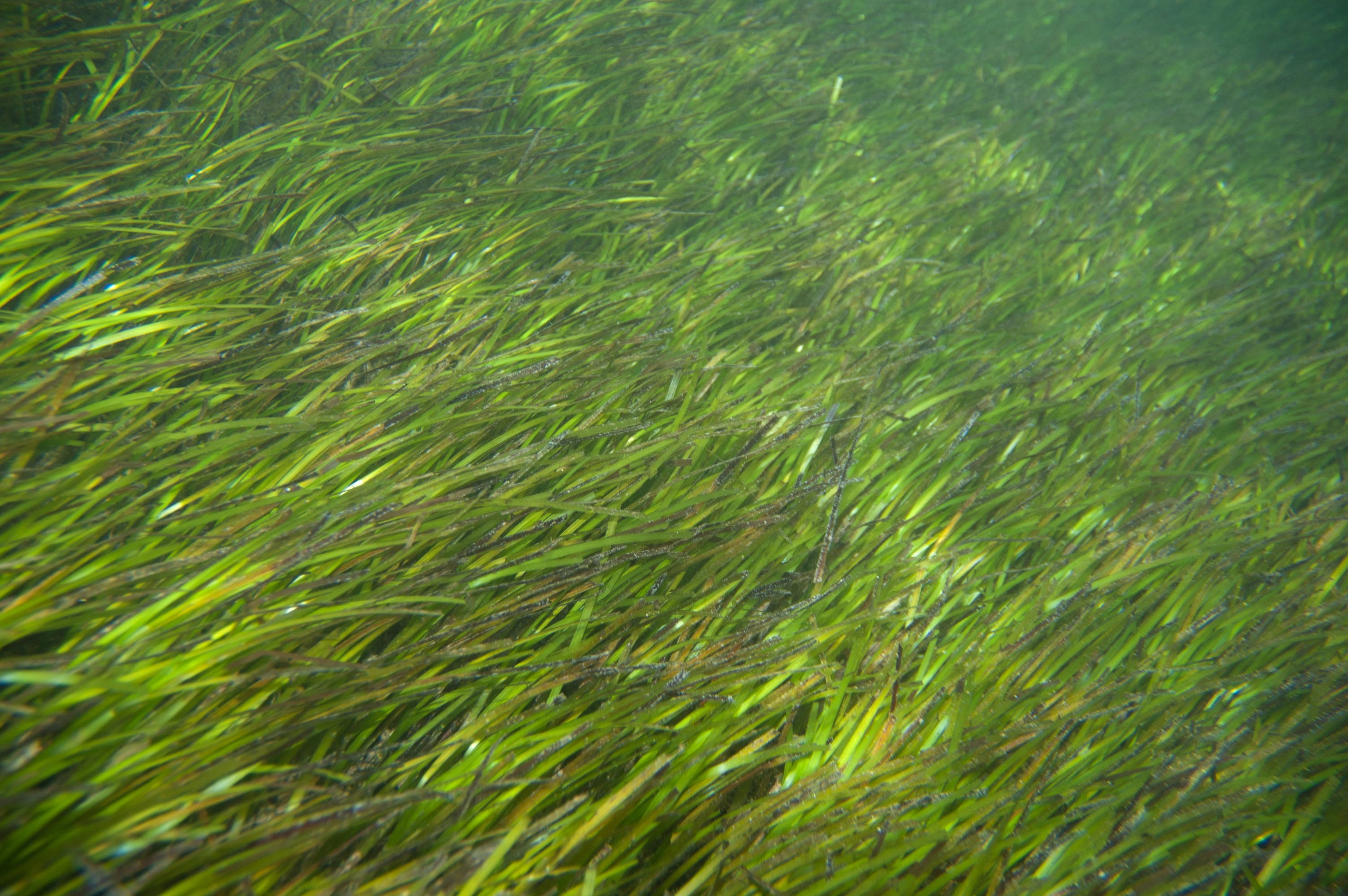 The Halodule seagrass provides a main source of the dugong's diet, habitat, and breeding grounds. Source: Wikimedia.