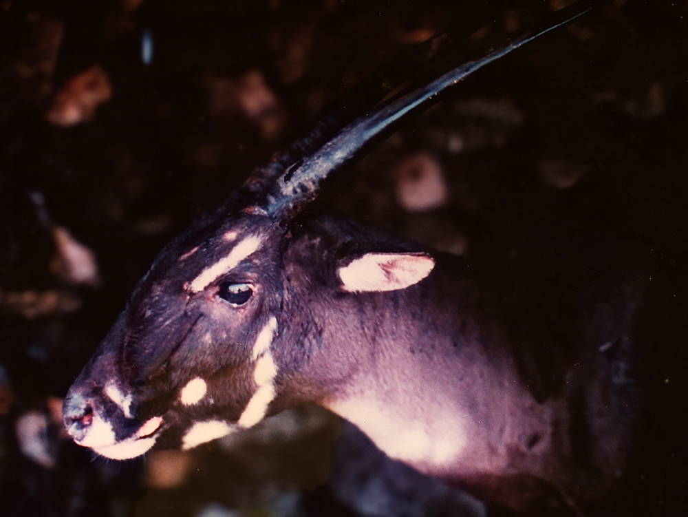 A saola (Pseudoryx nghetinhensis), sometimes called the "Asian unicorn." Photo by Bill Robichaud.