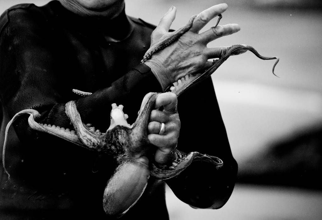 A haenyeo diver removes an octopus from her arm. Photo by Brian Miller, November 2007.