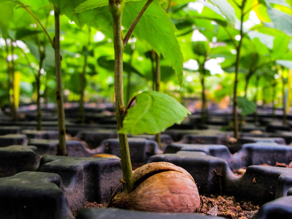 Dozens of tiny trees emerge from acrons sitting atop soil in black plastic planters.