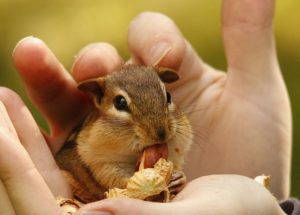 A chipmunk enjoys a peanut from a human hand.
