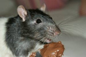 City rat nibbles on chocolate.