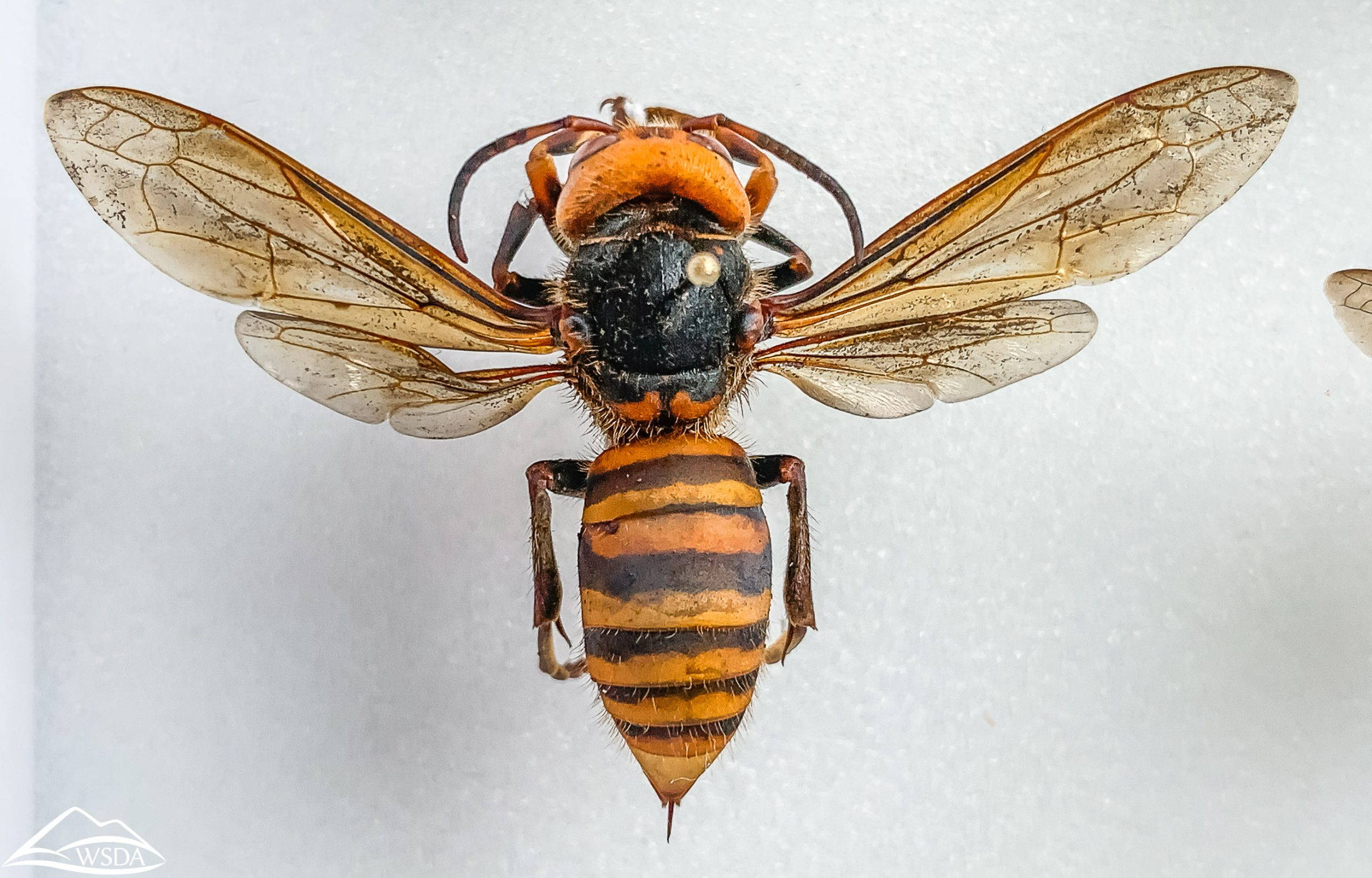 Learning To Live With Murder Hornets - Edge Effects