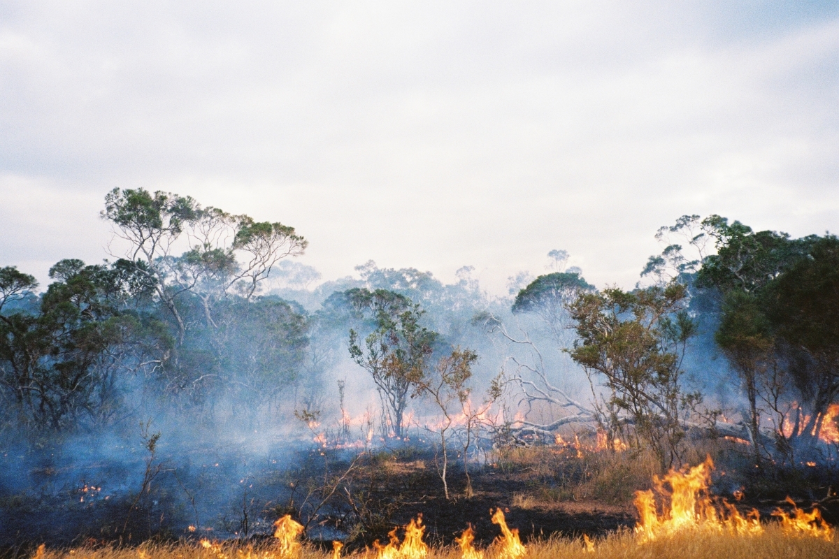 Aboriginal Burning Practices Meet Colonial Legacies In Australia
