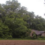 An early twentieth-century tenant farmer home. The Davis heirs struggled to retain tenants, in part because of frequent flooding. (Hamilton, 2014) An early twentieth-century tenant farmer home. The Davis heirs struggled to retain tenants, in part because of frequent flooding. (Hamilton, 2014)