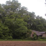 An early twentieth-century tenant farmer home. The Davis heirs struggled to retain tenants, in part because of frequent flooding. (Hamilton, 2014) An early twentieth-century tenant farmer home. The Davis heirs struggled to retain tenants, in part because of frequent flooding. (Hamilton, 2014)
