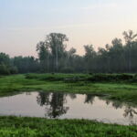 Ponds dot the low-lying areas of the river’s former bed. The hunting clubs subsidize their expenses, including repairs after flooding, by selling timber contracts. The island’s trees are valuable as both timber and pulp. Ponds dot the low-lying areas of the river’s former bed. The hunting clubs subsidize their expenses, including repairs after flooding, by selling timber contracts. The island’s trees are valuable as both timber and pulp.
