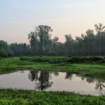 Ponds dot the low-lying areas of the river’s former bed. The hunting clubs subsidize their expenses, including repairs after flooding, by selling timber contracts. The island’s trees are valuable as both timber and pulp. Ponds dot the low-lying areas of the river’s former bed. The hunting clubs subsidize their expenses, including repairs after flooding, by selling timber contracts. The island’s trees are valuable as both timber and pulp.