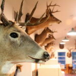 A former resident of Davis Island. Trophies on display in this lodge date back several decades. Today, members of the Brierfield Hunting Club use motion-activated cameras installed throughout the island to locate, identify, and track game. (Hamilton, 2014) A former resident of Davis Island. Trophies on display in this lodge date back several decades. Today, members of the Brierfield Hunting Club use motion-activated cameras installed throughout the island to locate, identify, and track game. (Hamilton, 2014)