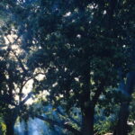 "Ye Olde BBQ." Photo by Andy Cogbill. "Ye Olde BBQ." Photo by Andy Cogbill.