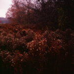 Latest Fall Latest Fall