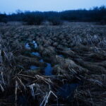 Southeast Marsh Southeast Marsh