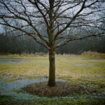 Spring Tree Spring Tree