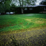 Blossom Fall Blossom Fall