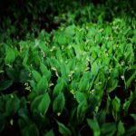 Lily of the Valley Lily of the Valley
