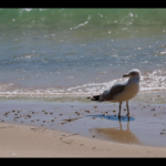 “Seems like he’s doing what we were doing today, you know, just… waiting, a little?” Video still from “Restless” by Chelsey Blanke and Helen J. Bullard, 2016. “Seems like he’s doing what we were doing today, you know, just… waiting, a little?” Video still from “Restless” by Chelsey Blanke and Helen J. Bullard, 2016.