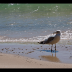 “Seems like he’s doing what we were doing today, you know, just… waiting, a little?” Video still from “Restless” by Chelsey Blanke and Helen J. Bullard, 2016. “Seems like he’s doing what we were doing today, you know, just… waiting, a little?” Video still from “Restless” by Chelsey Blanke and Helen J. Bullard, 2016.