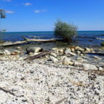 Lake Michigan’s shores are lined with invasive mussel shells, and coal spilled from shipwrecks. Harrington Beach, Wisconsin. Photo by Helen J. Bullard, 2015. Lake Michigan’s shores are lined with invasive mussel shells, and coal spilled from shipwrecks. Harrington Beach, Wisconsin. Photo by Helen J. Bullard, 2015.