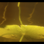 “Below the surface of the Namekagon River.” Video still by Jojin Van Winkle, 2016. “Below the surface of the Namekagon River.” Video still by Jojin Van Winkle, 2016.