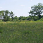 A white-tailed deer grazes near an abandoned munitions storage bunker at Midewin. Photo by Sean Thoel, 2017. A white-tailed deer grazes near an abandoned munitions storage bunker at Midewin. Photo by Sean Thoel, 2017.