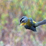 Vivek Malleshappa, Manabi, Ecuador, 2017. A bird has been mist-netted for a banding at the Bosque Seco Lalo Loor Reserve, Manabi province in Ecuador. A small grey and yellow bird is caught in the mist-net and appears to hover in the middle of the image.