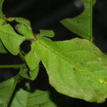 Phyllium giganteum or leaf insects. Their sophisticated camouflage makes them nearly impossible to distinguish from actual leaves. Image by <a href="https://www.flickr.com/photos/berniedup/" target="_blank" rel="noopener"> Bernard Dupont,</a> 2013. A giant leaf insect sits on a plant and is nearly impossible to distinguish from the other leaves.